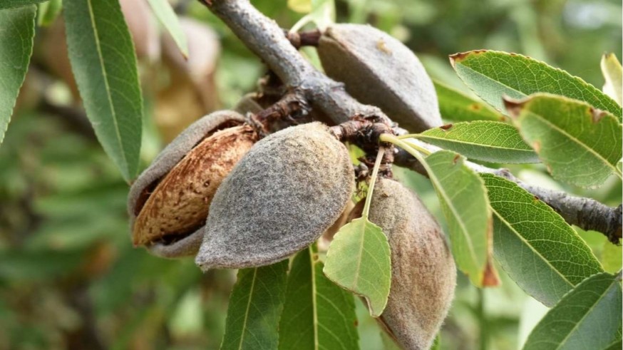  Agricultores de secano piden ayudas directas al Gobierno regional por pérdida de cosecha de almendra