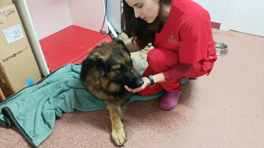 Un perro atropellado y abandonado cerca de Jumilla: han salvado su vida y piden ayuda para operarlo