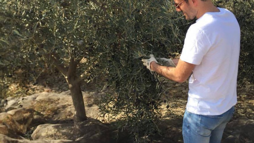 VIVA LA RADIO. Aprenda a comer de manera saludable. Tiempo de recogida de la oliva... según y cómo