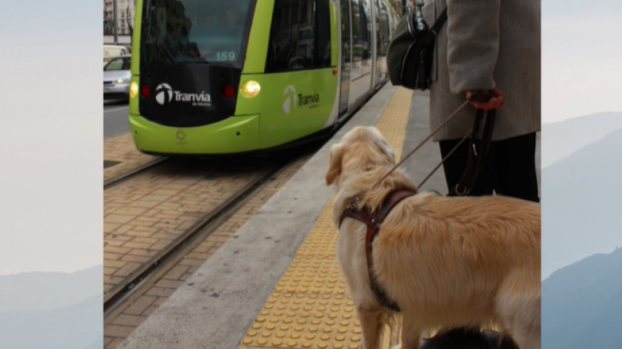 Uno de los perros guía con su acompañante