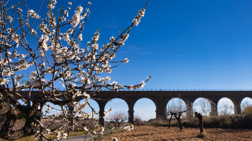 La magia de las plantas con Diego Rivera. El almendro
