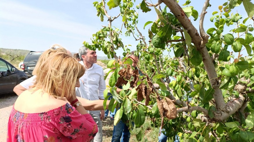 Pedrisco, desolación e impotencia al norte del término de Jumilla