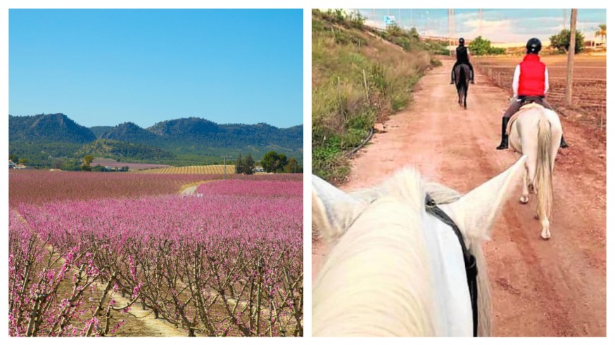 PLAZA PÚBLICA. Qué hacer, dónde ir: Cieza en floración y paseo a caballo por el Campo de Cartagena