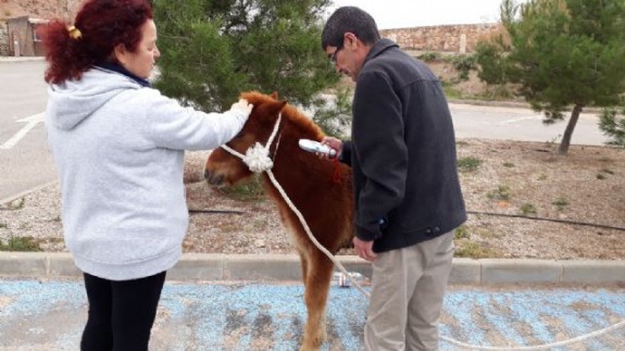 El pony encontrado en las inmediaciones del castillo de Lorca
