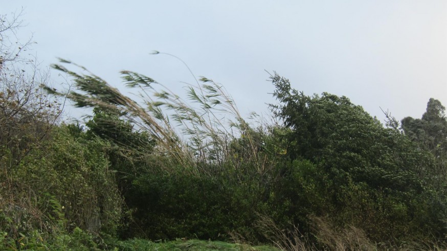 IMAGEN DE VIENTO