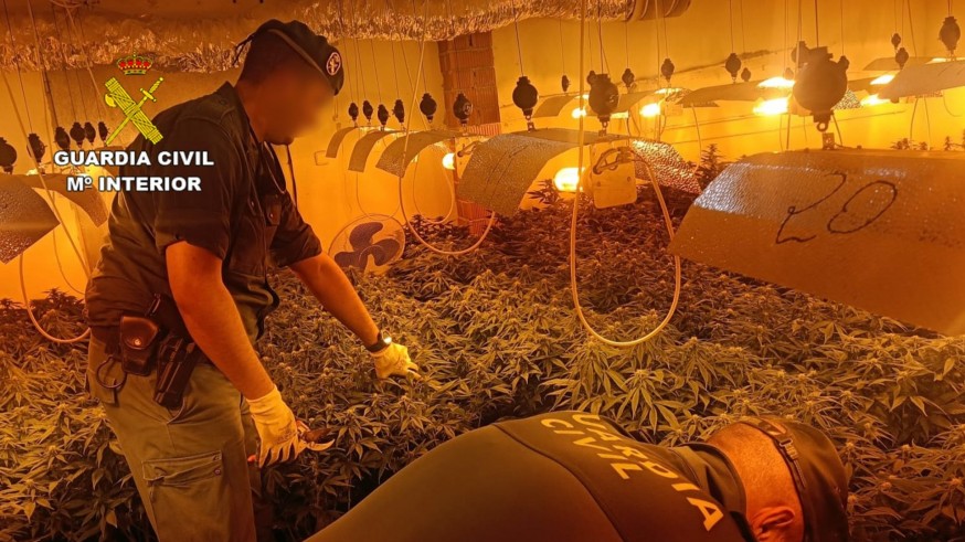 VIDEO | Desmantelan dos cultivos intensivos de marihuana en el Valle de Ricote