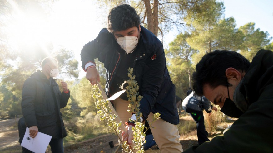 López Miras planta un árbol en El Valle esta mañana. Foto: CARM