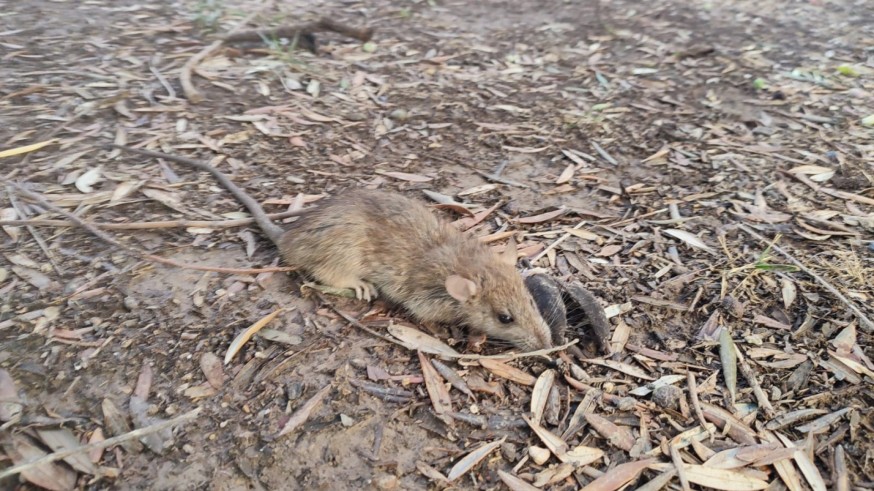 Quejas vecinales por presencia de ratas en La Flota
