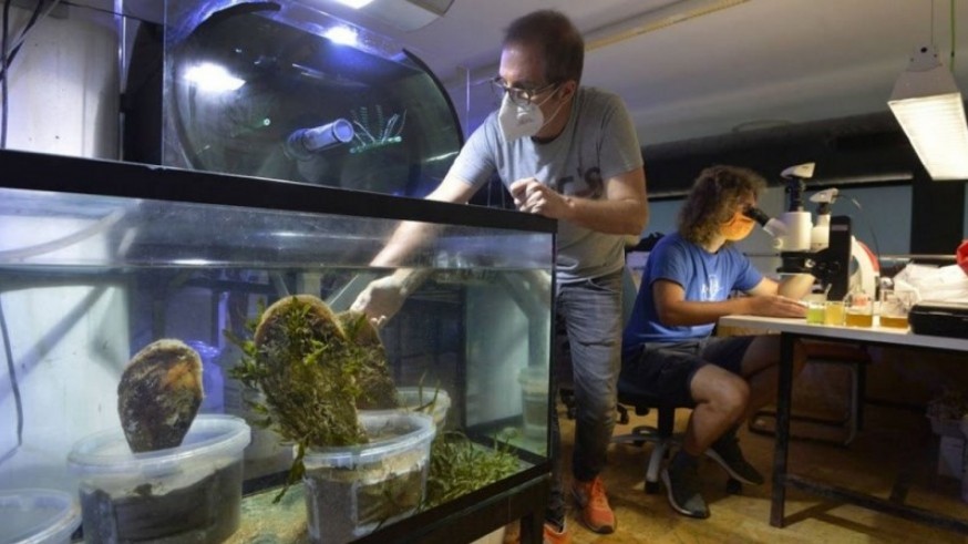 El banco de especies del Mar Menor consigue un importante stock de caballitos de mar y pez aguja