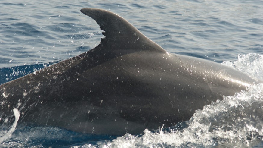 ANSE avista 55 delfines en las costas de la Región de Murcia, Andalucía y Alicante 