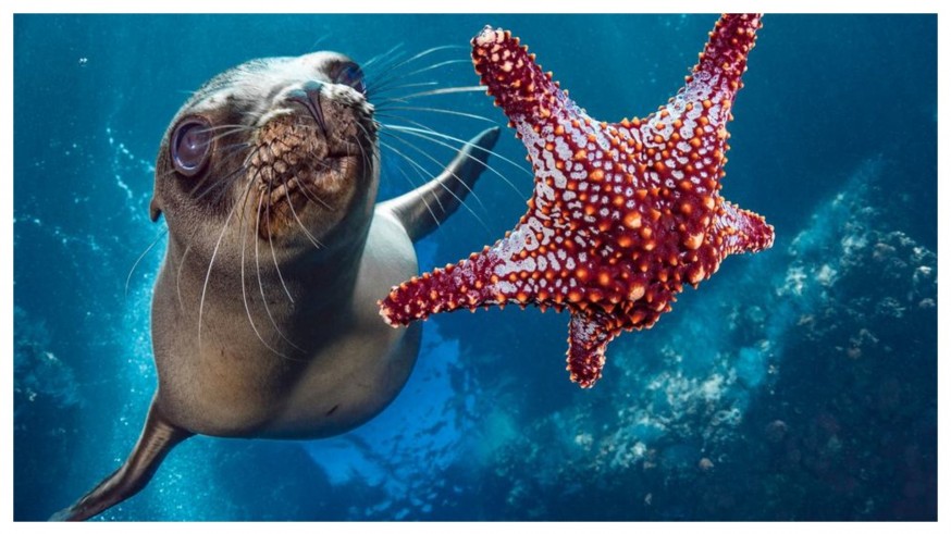 EL TRATADO DE ALTA MAR: Cuando las naciones se unen por el bien común