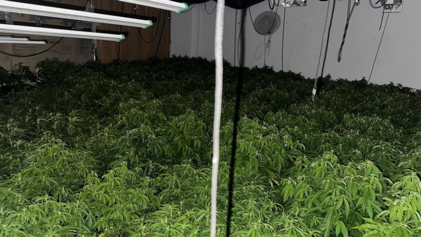 Incautan 284 plantas de marihuana en una vivienda en Archena
