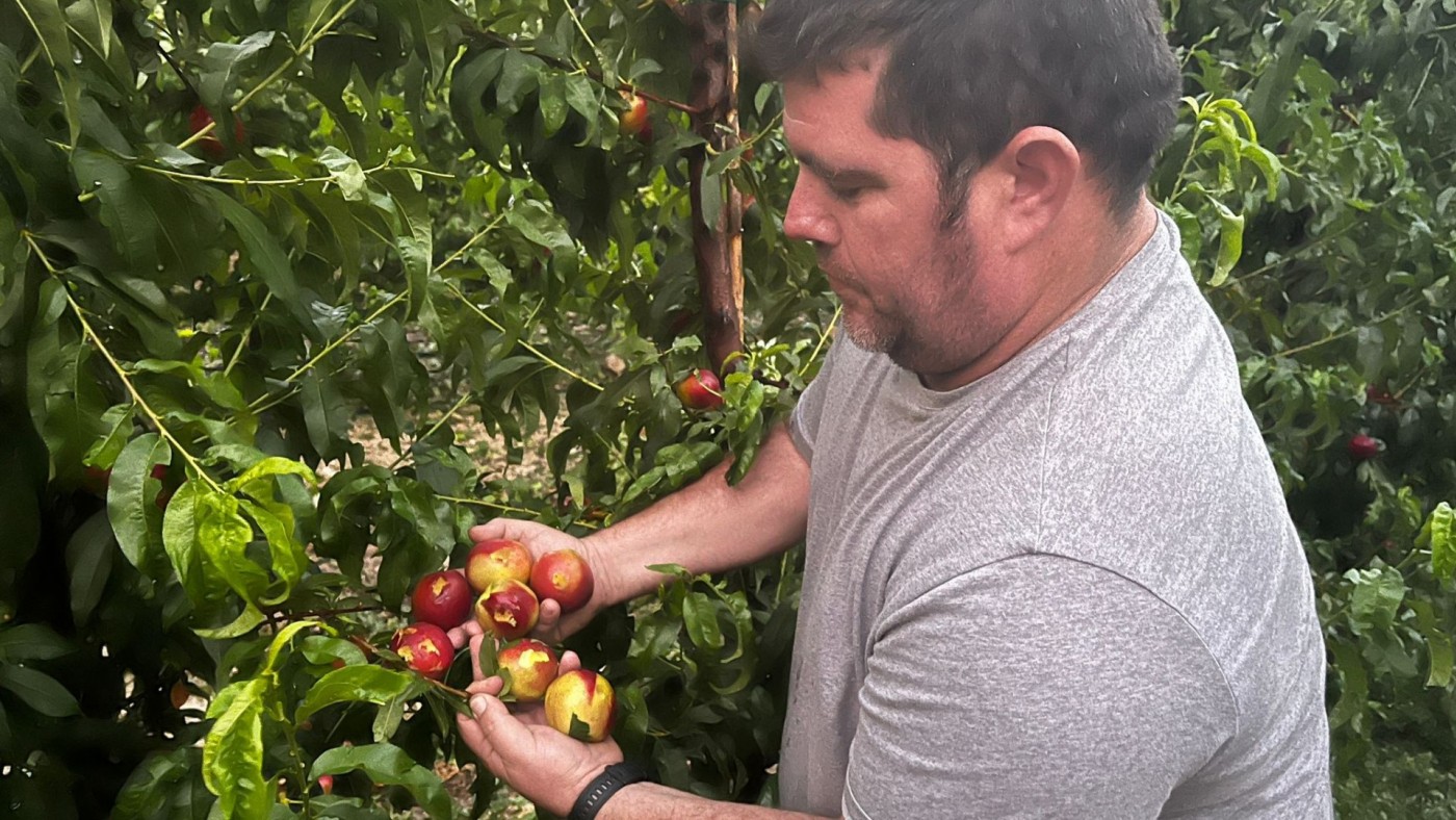 Las lluvia y el granizo han afectado a cultivos de fruta de hueso en la Vega Alta
