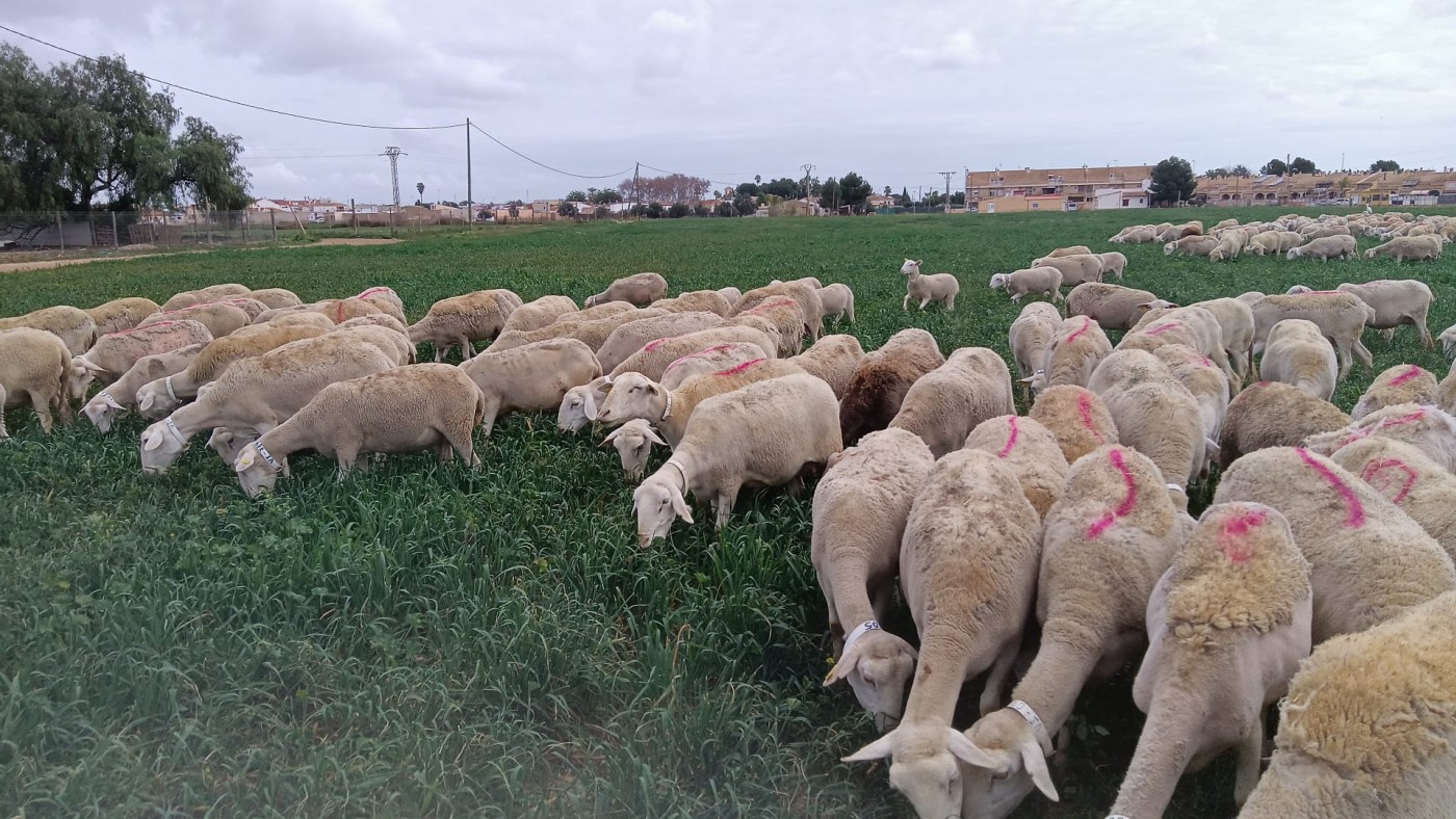 Más de 100.000 cabezas de ganado murciano se quedan en tierra por la crisis con Argelia
