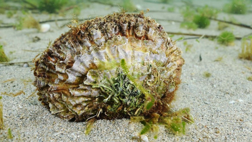 Las ostras planas podrían ser claves para limpiar la sopa verde del Mar Menor
