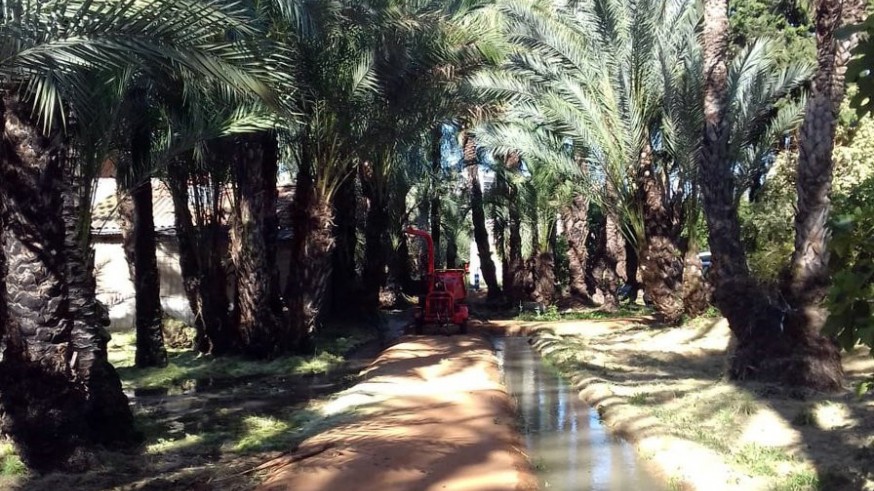 Palmeral de Santiago y Zaraiche. Foto: Twitter de 'Parques y jardines de Murcia'