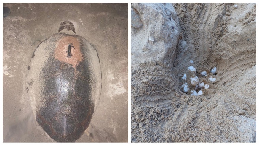 Una tortuga boba nidifica en Isla Plana después de 3 años de intentos fallidos 