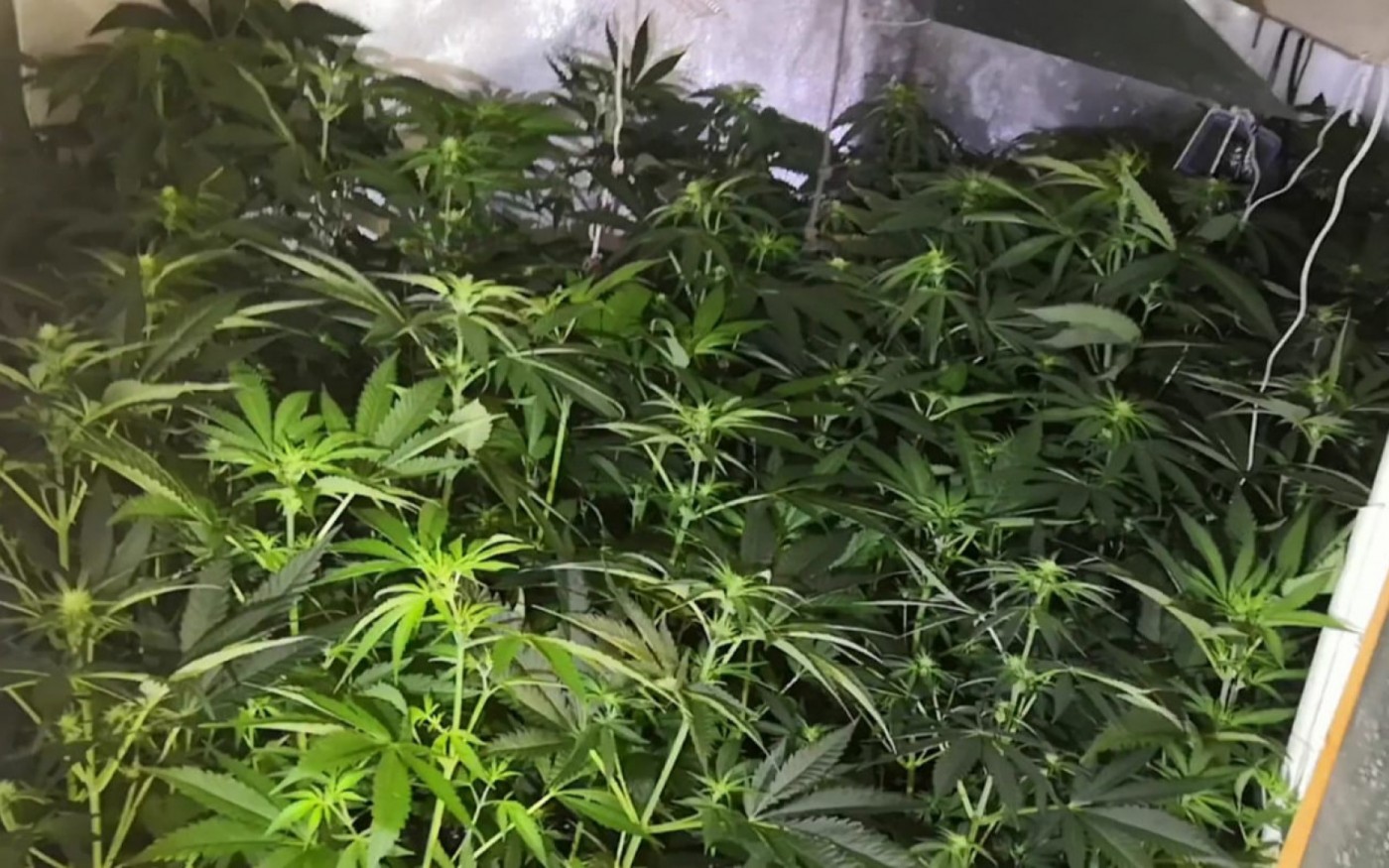 En total se incautaron 60 plantas de marihuana