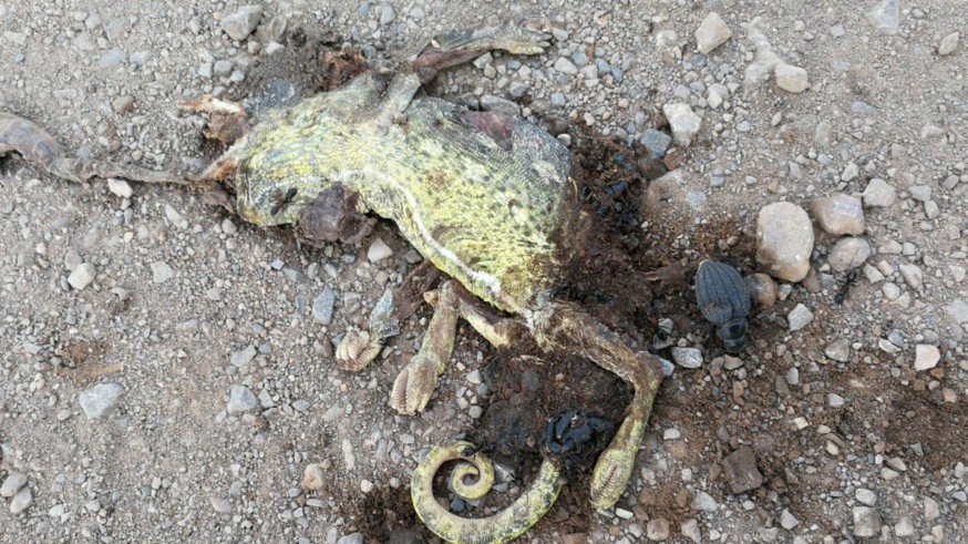 Mueren 76 animales atropellados en 2023 en Calblanque