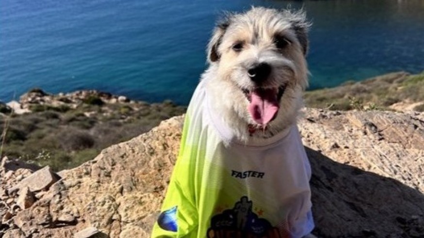Perros de asistencia médica para los corredores de la Ruta de las Fortalezas