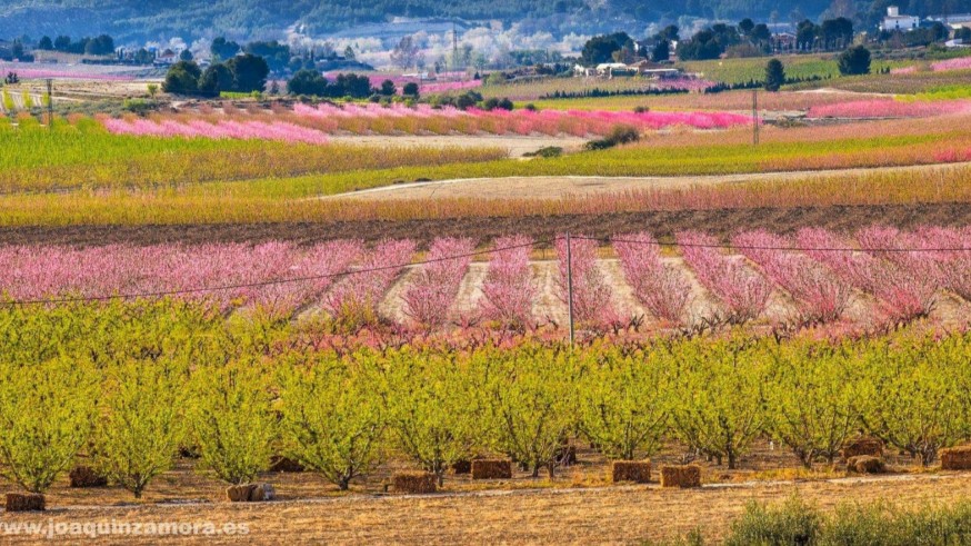 Joaquín Zamora nos ha prestado esta foto de la floración de Cieza