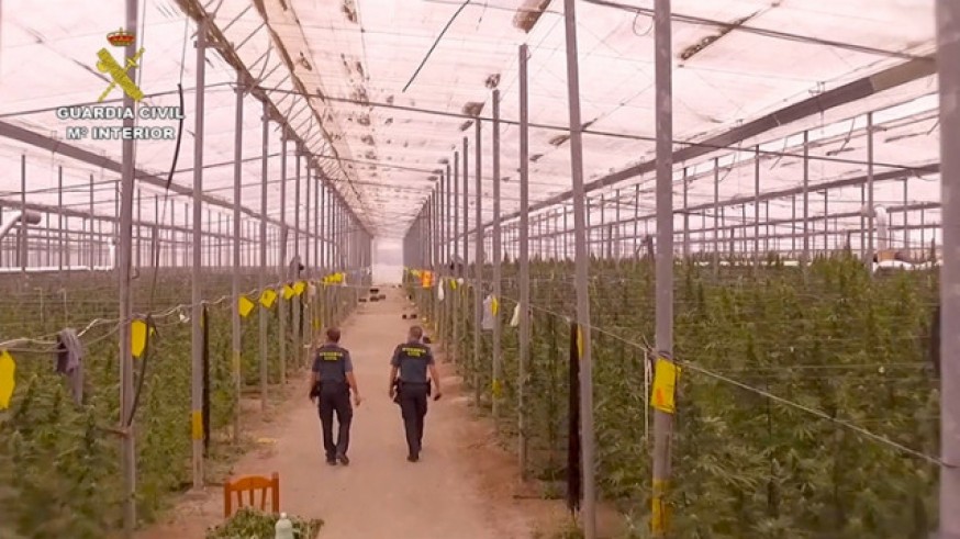 UNA DE LAS PLANTACIONES DE MARIHUANA