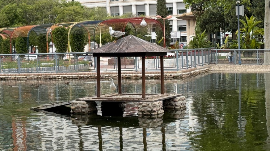 "Horrorizados" en Murcia de ver gaviotas devorando patitos: vecinos exigen soluciones en el jardín del Salitre