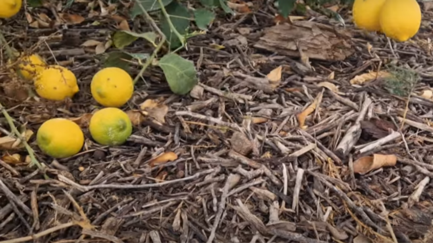 Acolchar los árboles con restos triturados de poda mejora la productividad de los limoneros
