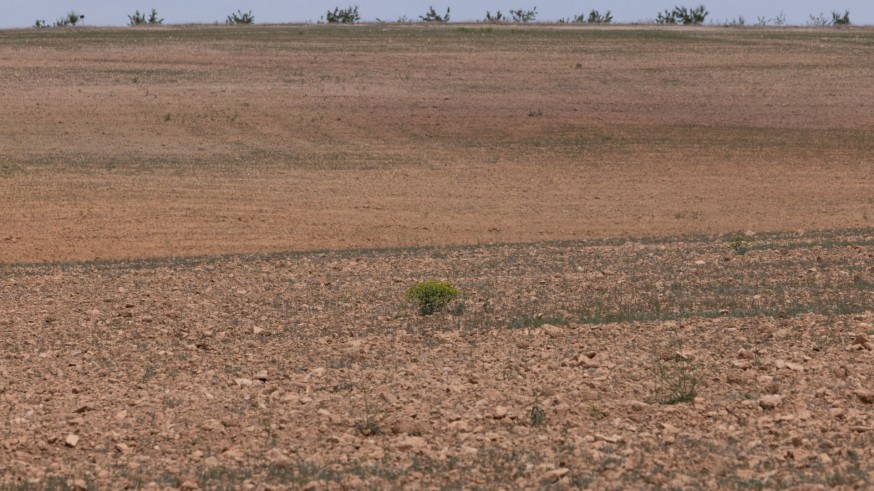 Las plantaciones de secano por debajo de los 500 metros de altitud están casi perdidas