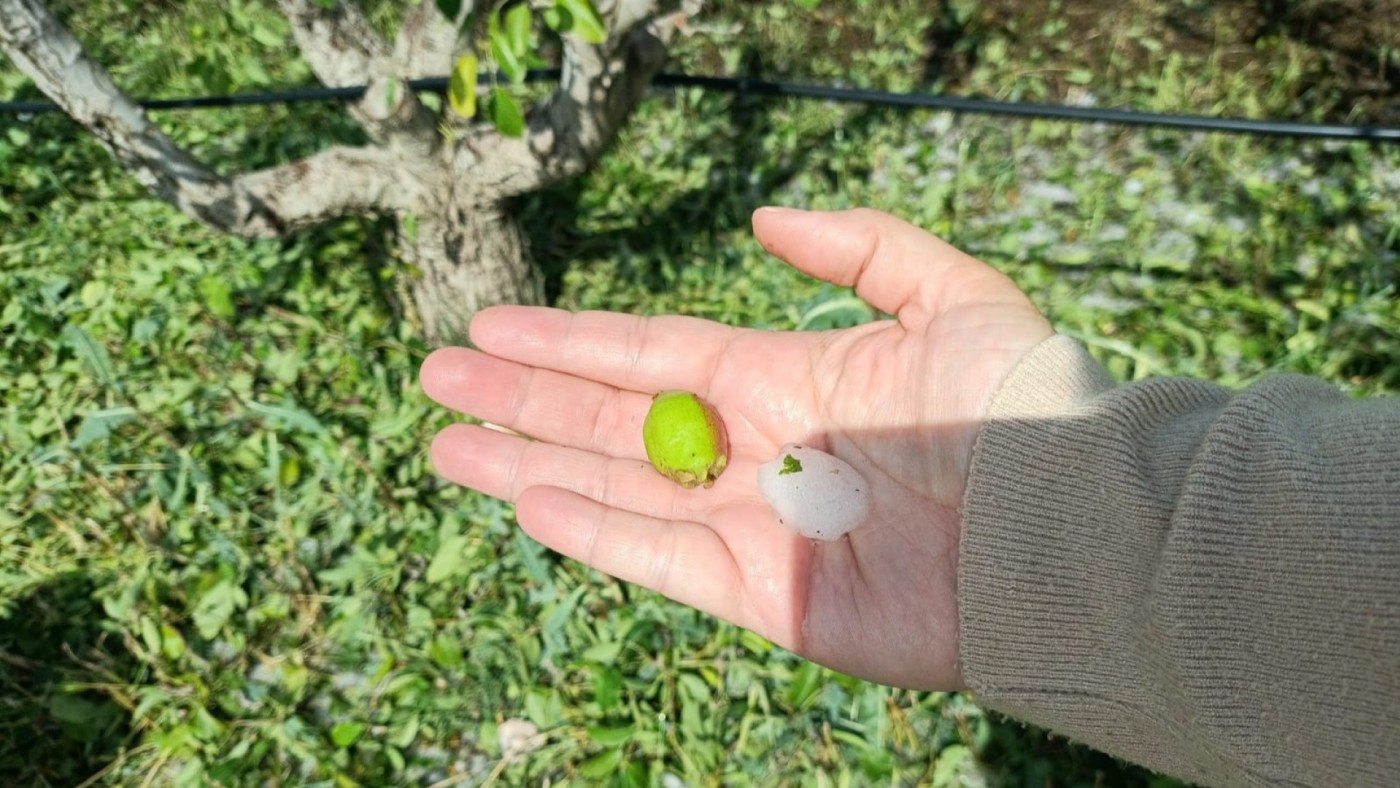 22.000 hectáreas de cultivo de Jumilla quedaron arrasadas con el granizo del 10 de mayo