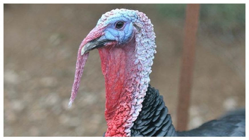 PLAZA PÚBLICA. Con sumo gusto. Sorpresa en el supermercado: Contiene Pavo al 60%
