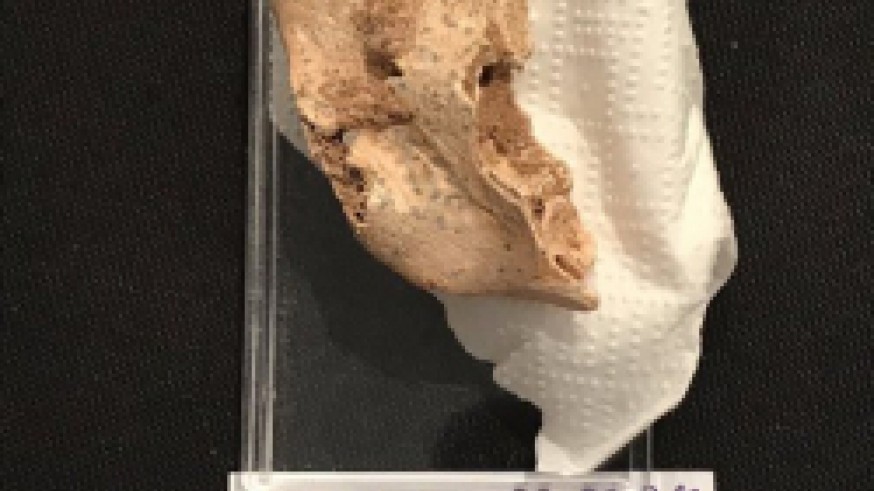 Mandíbula del niño neandertal encontrada en el yacimiento de la Sima de las Palomas, Torre Pacheco