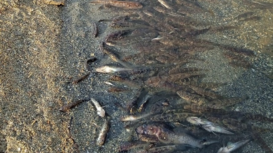 Peces muertos en la playa de Los Alemanes, el pasado 20 de agosto. ANSE