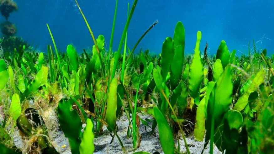 Organizaciones en defensa del Mar Menor advierten que podrían acudir a los tribunales por la reforma de la ley de protección