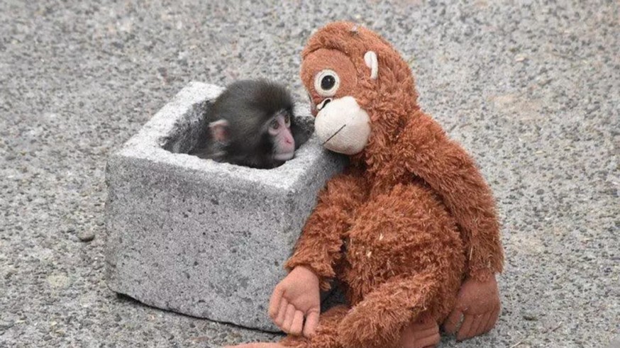 Animalicos, con Rosa Sánchez. El refugio del macaco Punch y las realidades del instinto maternal en el mundo animal