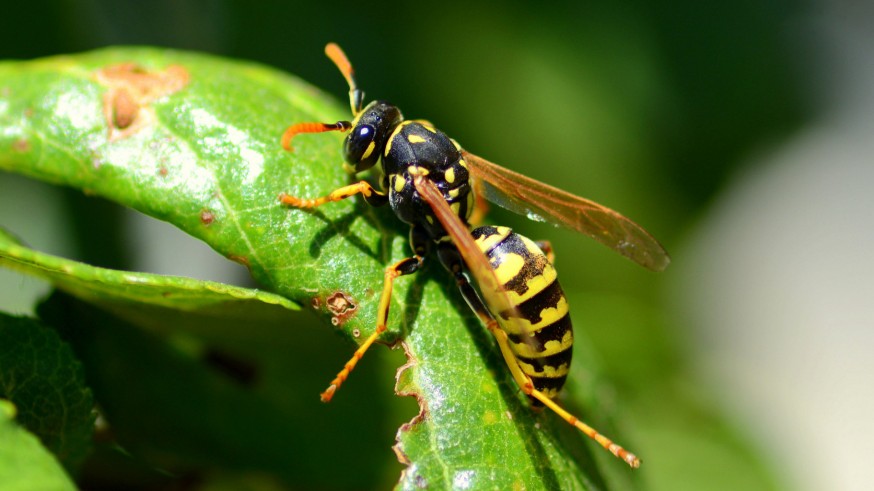 Las reacciones alérgicas graves por picaduras de avispas y abejas aumentan un 20% en la región