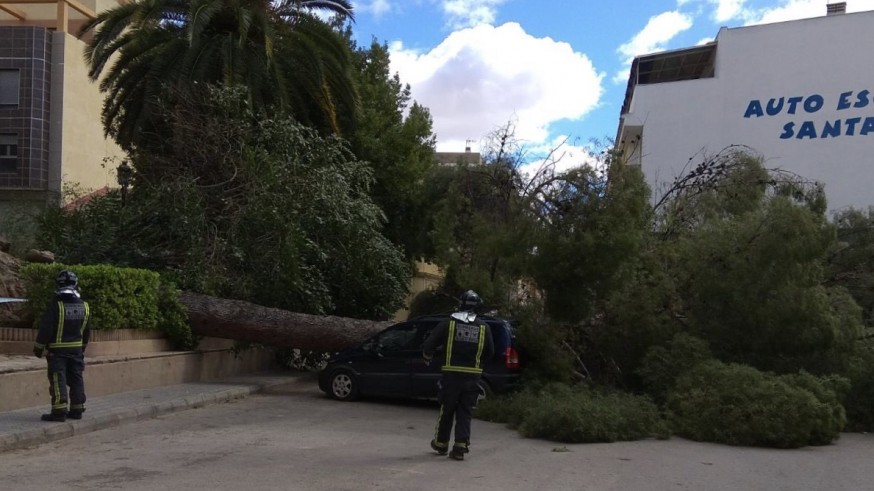 El viento derriba un pino en Jumilla.112