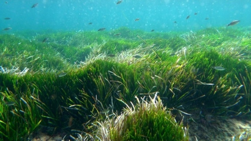 Los vertidos y los temporales amenazan a los bosques de posidonia del litoral murciano