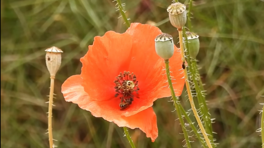 Conociendo Sierra Espuña con Javier Ramírez. De nuevo, la floración