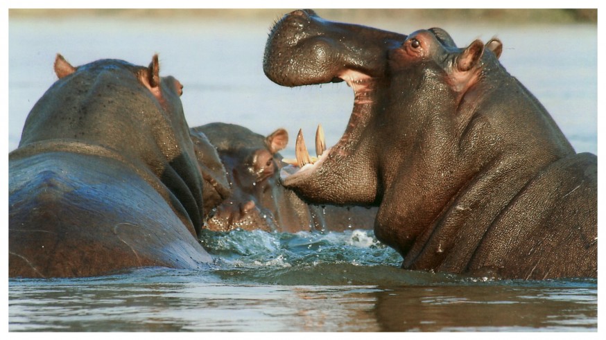 Ricardo Navarro: "El hipopótamo es el animal que más muertes causa en África"