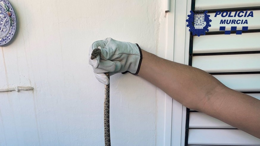 Capturan una culebra de herradura en la terraza de una casa en El Palmar