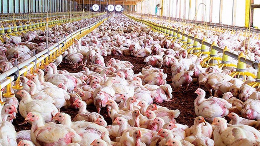 UPA denuncia que la carne de pollo ha subido el precio mientras los ganaderos avícolas no cubren costes de producción