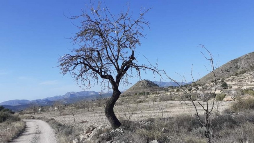VIENTO DE LEBECHE. Por los campos de Macisvenda