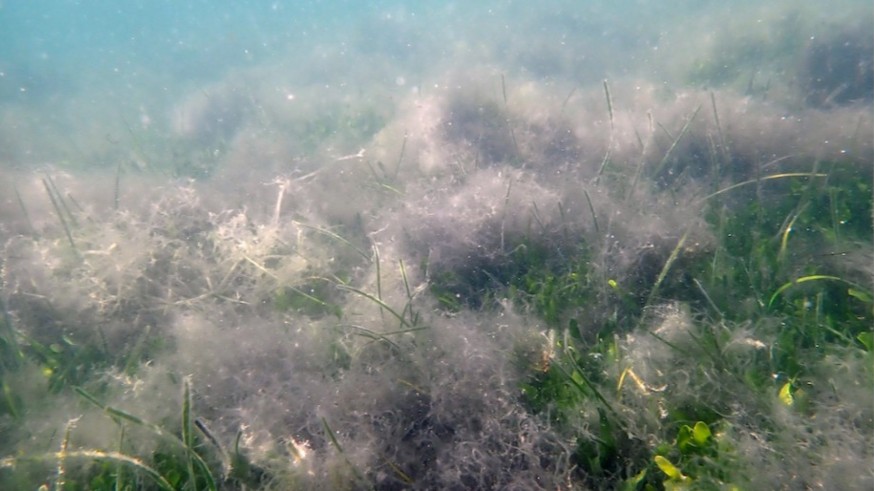 Aparecen masas de algas flotantes en el Mar Menor
