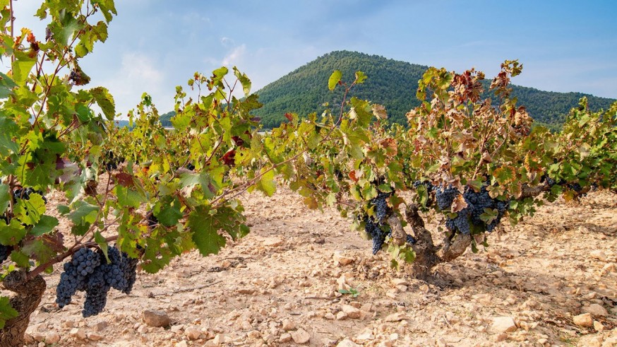 Las Rutas del Vino de Murcia impulsan una guía digital para promocionarse a nivel internacional