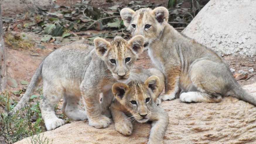 Terra Natura Murcia celebra el nacimiento de tres leones africanos