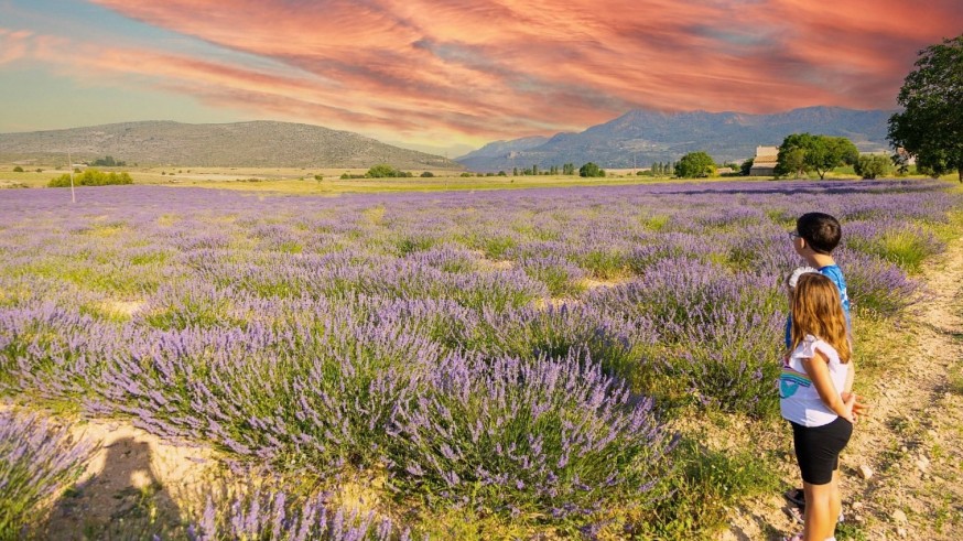 Comienza la temporada de las plantas aromáticas en Moratalla