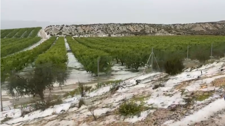 1.500 hectáreas de frutales de Cieza, Calasparra y Jumilla resultan dañadas por el granizo