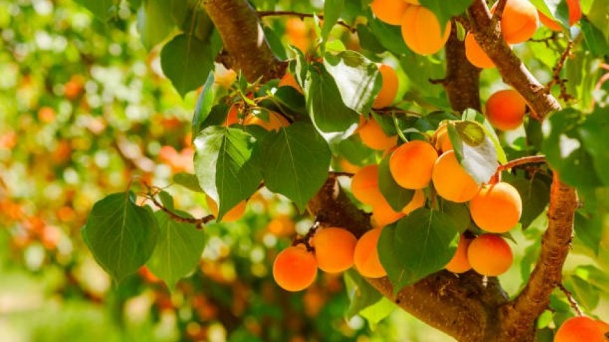 La Magia de las Plantas con Diego Rivera. Reivindicamos las variedades tempranas de fruta local