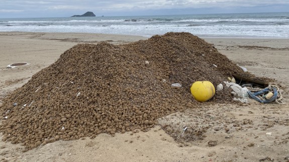 Denuncian la retirada de arribazones de posidonia de las playas de La Manga